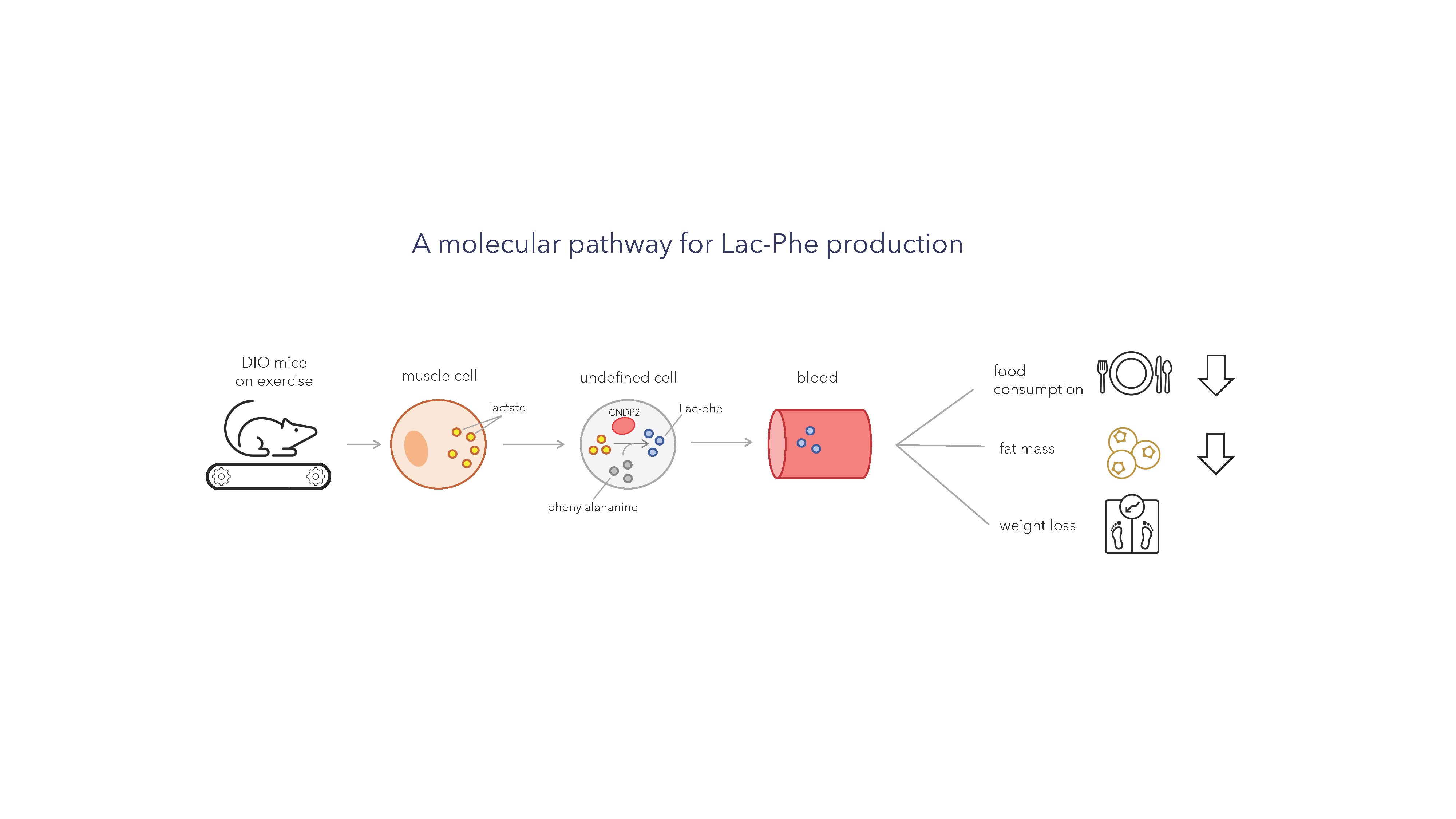graph abstract lac phe